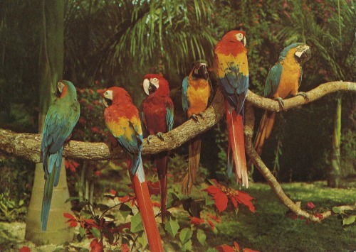 Parrot Jungle, Miami (16)